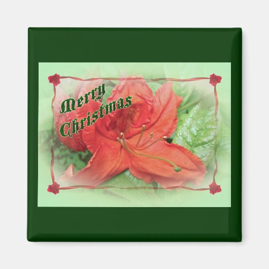 Frohe Weihnachten Azalea Magnet (Vorne)