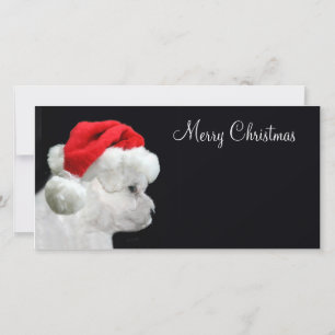 Frohe Weihnachten Bichon Frise