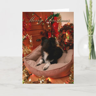 Frohe Weihnachten, Collie, sheltie Feiertagskarte