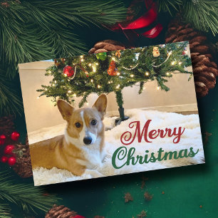 Frohe Weihnachten Corgi Schöner Hund unter Bäumen