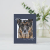 Frohe Weihnachten Deutscher Schäferhund in Schneek (Stehend Vorderseite)