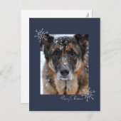 Frohe Weihnachten Deutscher Schäferhund in Schneek (Vorne/Hinten)