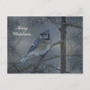 Frohe Weihnachten - Eastern Blue Jay