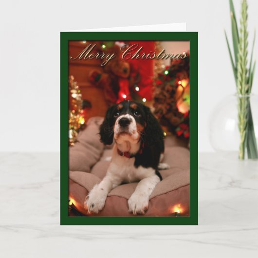 Frohe Weihnachten Englisch Springer Spaniel, Sprin (Vorderseite)