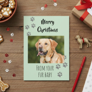 Frohe Weihnachten Foto Hund Katze Haustier Fellbab Karte