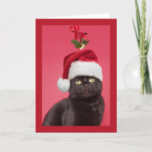 Frohe Weihnachten für alle Katzen unter Mistletoe