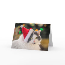 Frohe Weihnachten für jeden süßen Kater in Santa-M