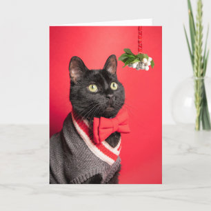 Frohe Weihnachten Hübsche Katze Mit Mistelzweig Hu