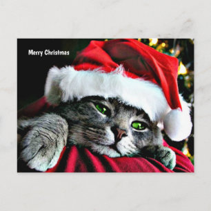 Frohe Weihnachten Katze