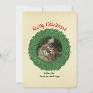Frohe Weihnachten Katze im Kranz Haustierfoto