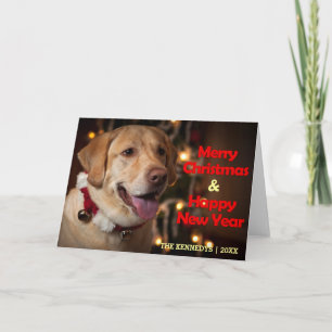 Frohe Weihnachten - Kragen Labrador retrievers