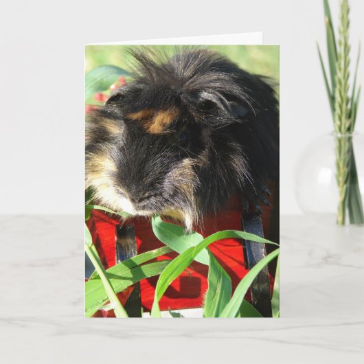 Frohe Weihnachten!  Meerschweinchen Feiertagskarte (Vorderseite)