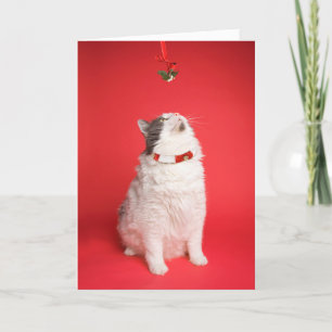 Frohe Weihnachten Niedliche Kitty unter Mistletoe