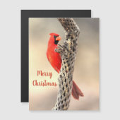 Frohe Weihnachten Nord-Kardinal Magnet (Vorne/Hinten)