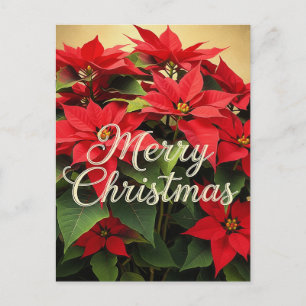 Frohe Weihnachten Rote Weihnachtssterne Postkarte