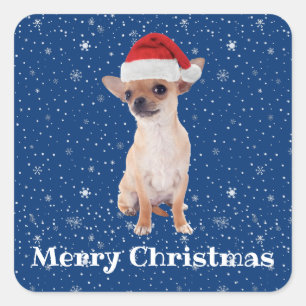Frohe Weihnachten Süßer Chihuahua Weihnachtsmann 2 Quadratischer Aufkleber