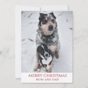 Frohe Weihnachten von den Hunden