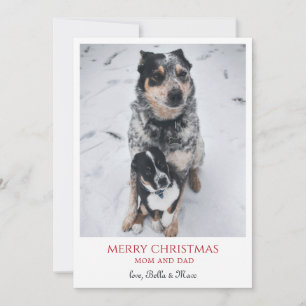 Frohe Weihnachten von den Hunden