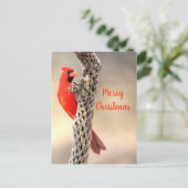 Frohe Weihnachten von einer Nord-Cardina (Stehend Vorderseite)