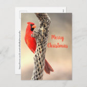 Frohe Weihnachten von einer Nord-Cardina (Vorne/Hinten)