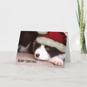 Frohe Weihnachts Baby Border Collie - Weihnachtsma Feiertagskarte