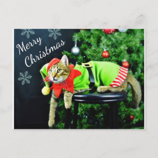 Frohe Weihnachts Cat Postcard Postkarte