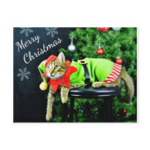 Frohe Weihnachts Cat Postcard