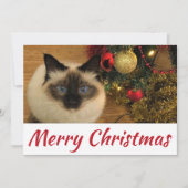 Frohe Weihnachts-Kitty-Postkarte Karte (Vorderseite)