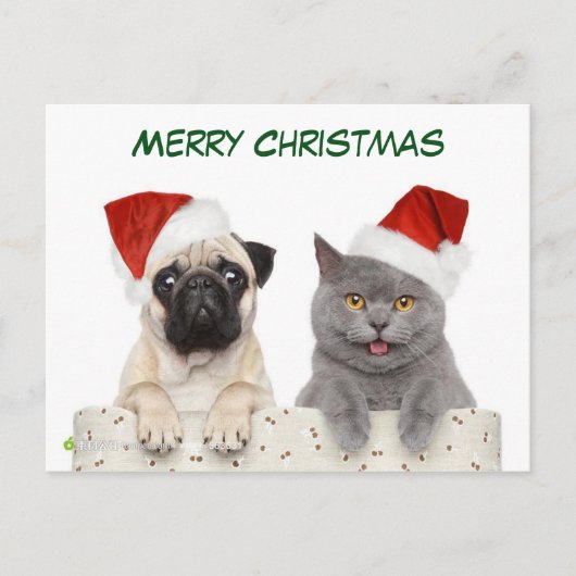 Frohe Weihnachts-Mops und Kittten Feiertagspostkarte (Vorderseite)