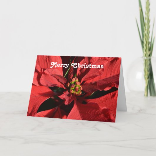 Frohe Weihnachts Red Curly Poinsettia Feiertagskarte (Vorderseite)