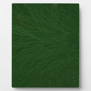 Frohe Weihnachtsbaume Nah Fotoplatte