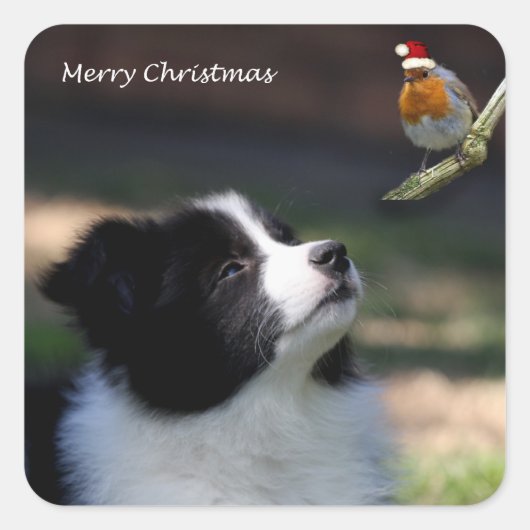 Frohe Weihnachtsborder Collie und Robin Quadratischer Aufkleber (Vorderseite)