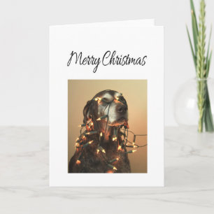 Frohe Weihnachtsdeutsch Kurzhaarzeiger Feiertagskarte