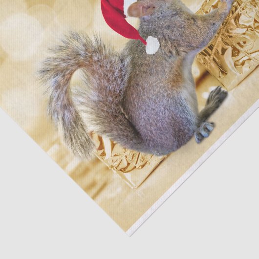 Frohe Weihnachtshörnchen in Weihnachtsmannmütze & Seidenpapier (Ausschnitt)