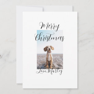 Frohe Weihnachtshunde Katze Foto Weihnachtsgeschen Einladung