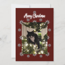 Frohe Weihnachtskarte mit Tuxedo Katze auf meinem  Feiertagskarte