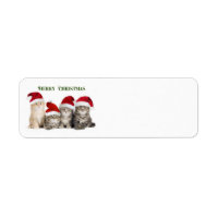 Frohe Weihnachtskatzen