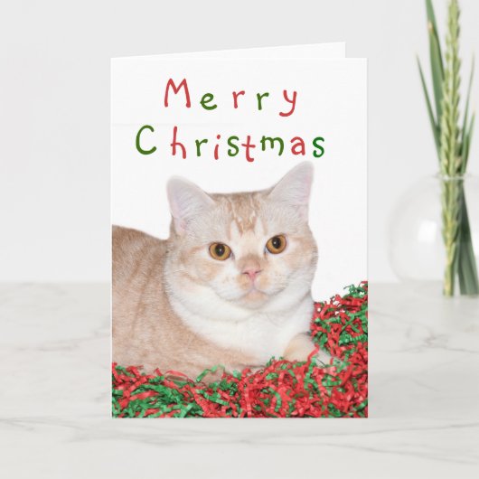 Frohe Weihnachtskitty Feiertagskarte (Vorderseite)