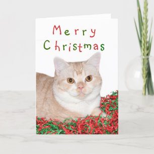 Frohe Weihnachtskitty Feiertagskarte