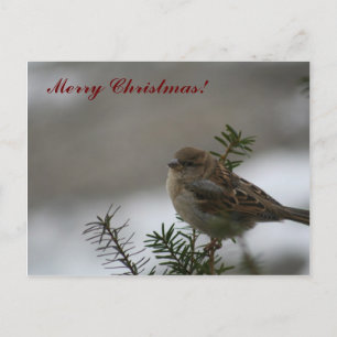 Frohe Weihnachtsparrow! Feiertagspostkarte