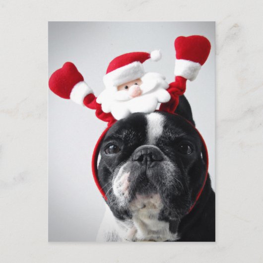 Frohe Weihnachtsportrait von Bulldoggen Feiertagspostkarte (Vorderseite)