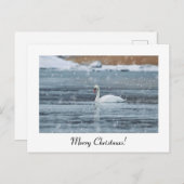 Frohe Weihnachtsschnee schwan Postkarte (Vorne/Hinten)