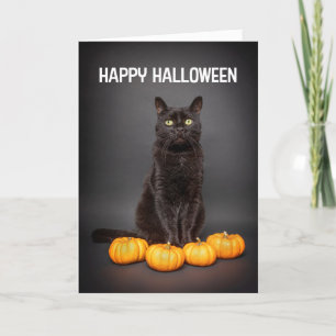 Frohes Halloween für alle schwarzen Katzen mit Kür Feiertagskarte