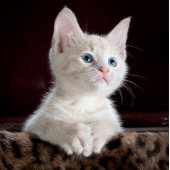 Frohes neues Jahr - Tasse 2024