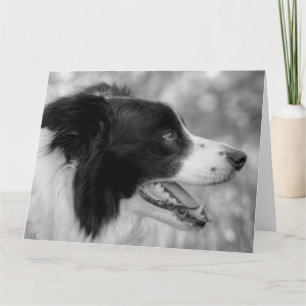 Frohes Woof-Tag Border Collie Hund Geburtstag Karte