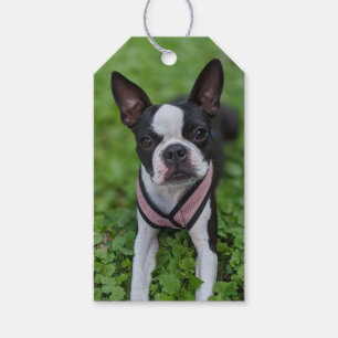 Fröhliche Boston-Terrier-Fotografie Geschenkanhänger