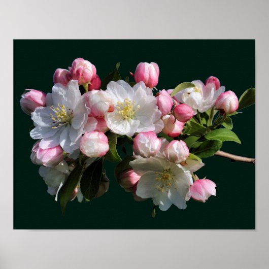 Fröhliche Frühlingsapfelblüten Poster (Vorne)