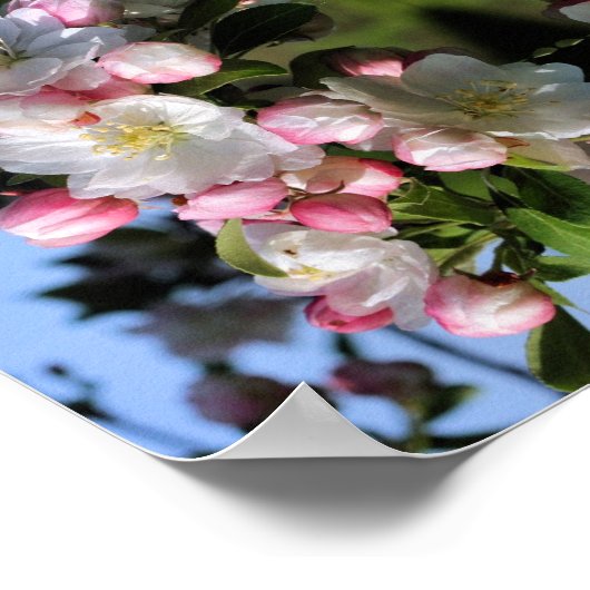 Fröhliche Frühlingskrabappel-Blume blüht Abstrakt Poster (Ecke)
