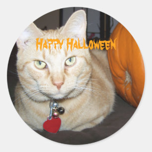 Fröhliche Halloween Orange Tabby Katze mit Kürbis Runder Aufkleber