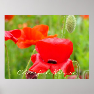 Fröhliche Natur Kunstprint Rote Orientalische Mohn Poster
